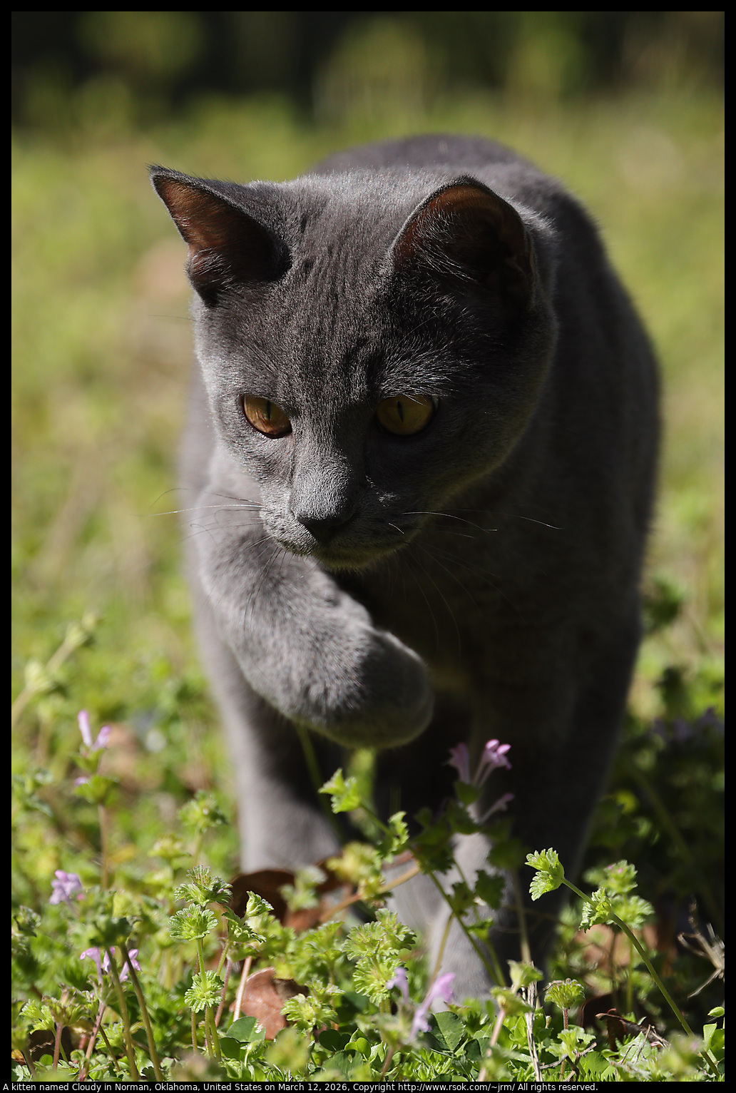 A kitten named Cloudy in Norman, Oklahoma, United States on March 12, 2026