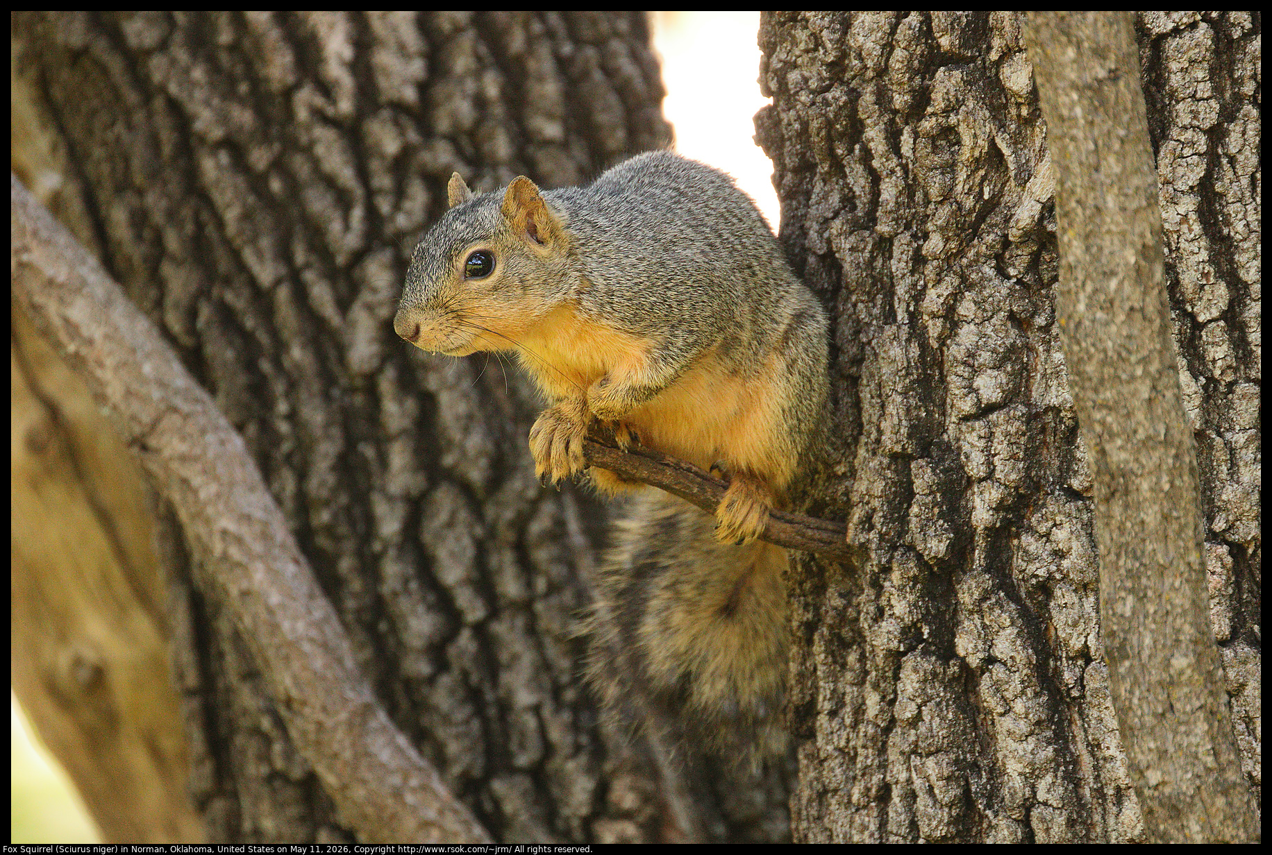 Fox Squirrel (Sciurus niger) in Norman, Oklahoma, United States on May 11, 2026