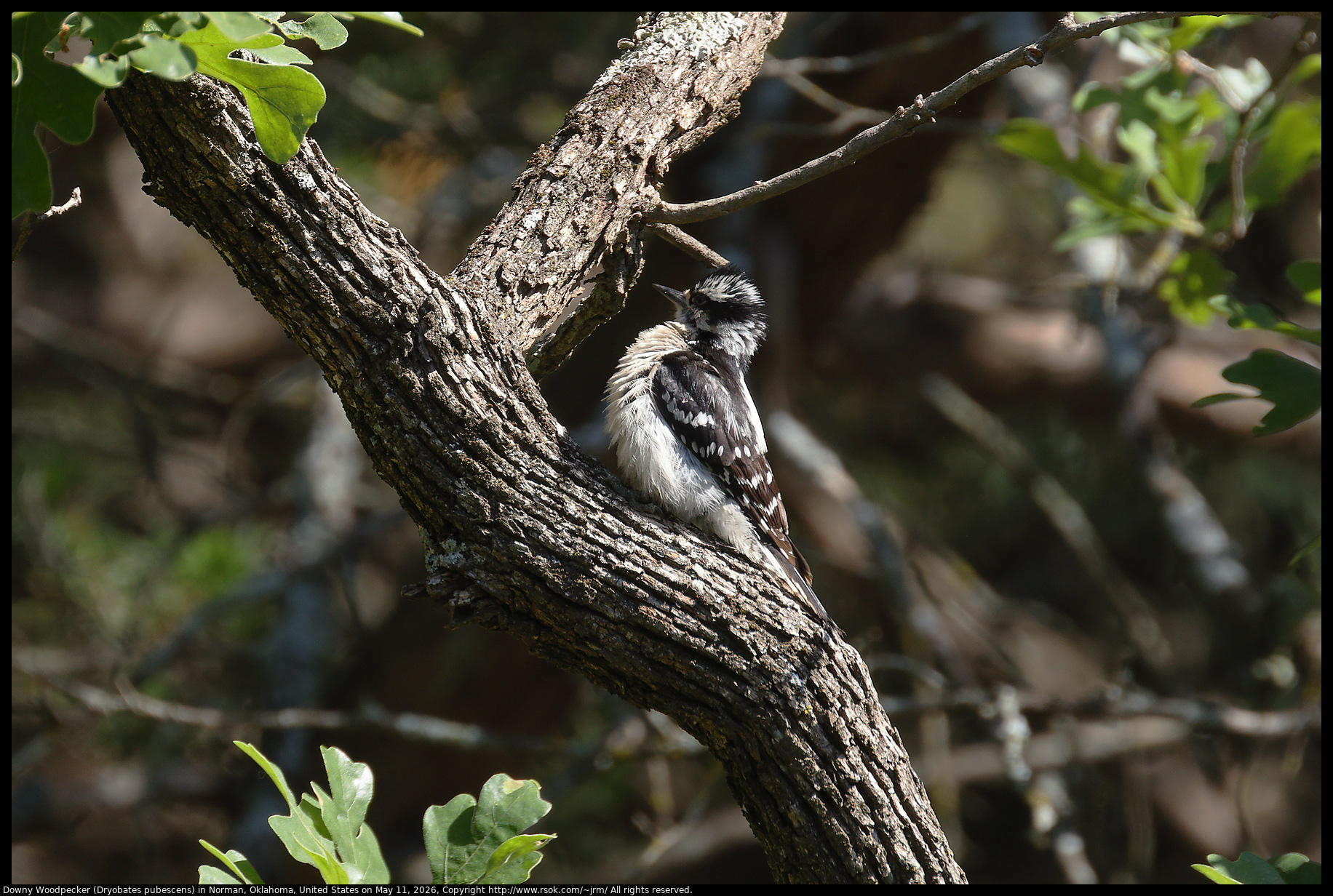 Downy Woodpecker (Dryobates pubescens) in Norman, Oklahoma, United States on May 11, 2026