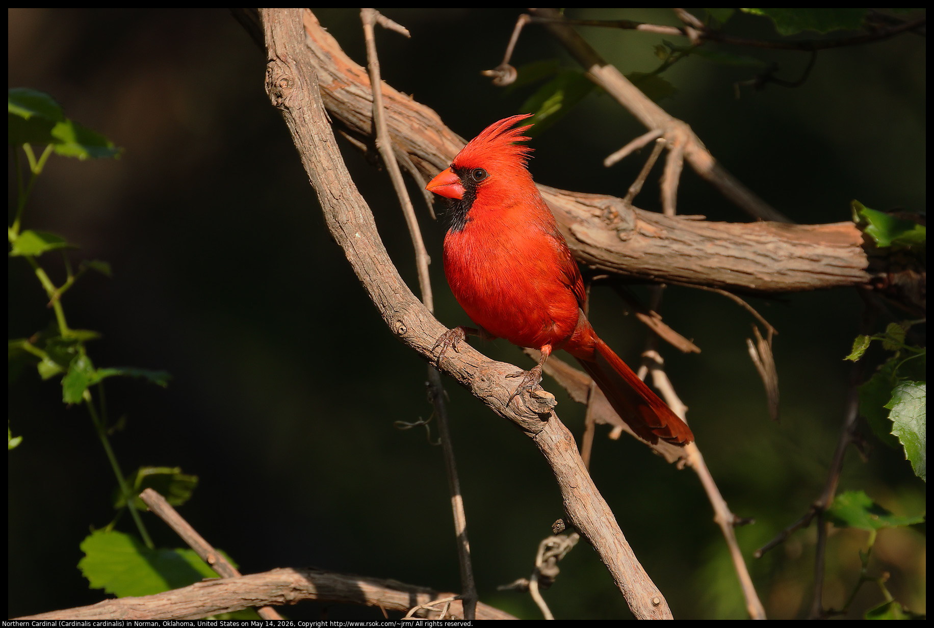 Northern Cardinal (Cardinalis cardinalis) in Norman, Oklahoma, United States on May 14, 2026
