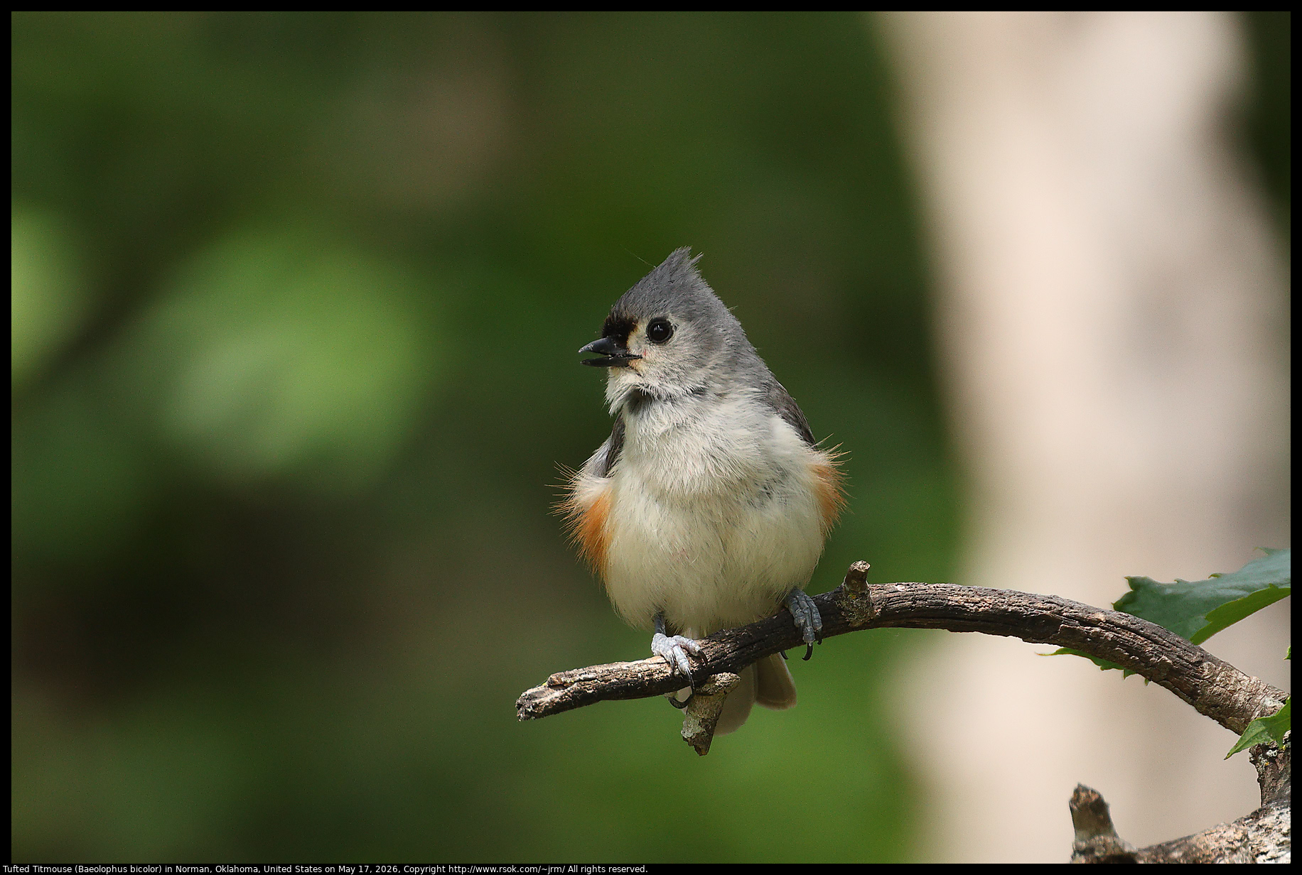 Tufted Titmouse (Baeolophus bicolor) in Norman, Oklahoma, United States on May 17, 2026