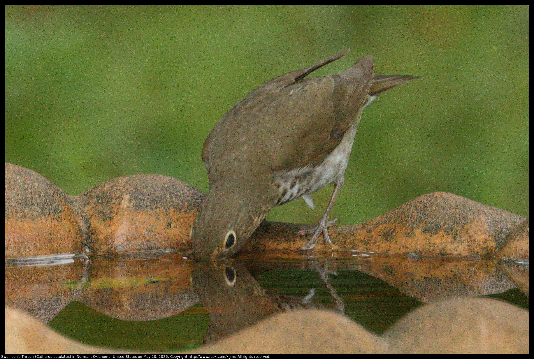 Swainson's Thrush (Catharus ustulatus) in Norman, Oklahoma, United States on May 20, 2026