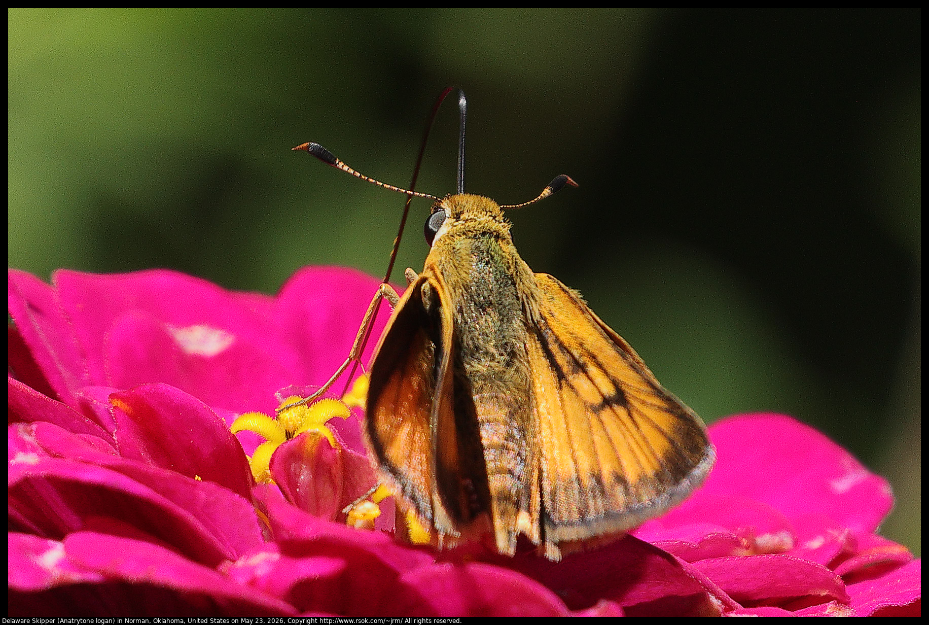 Delaware Skipper (Anatrytone logan) in Norman, Oklahoma, United States on May 23, 2026