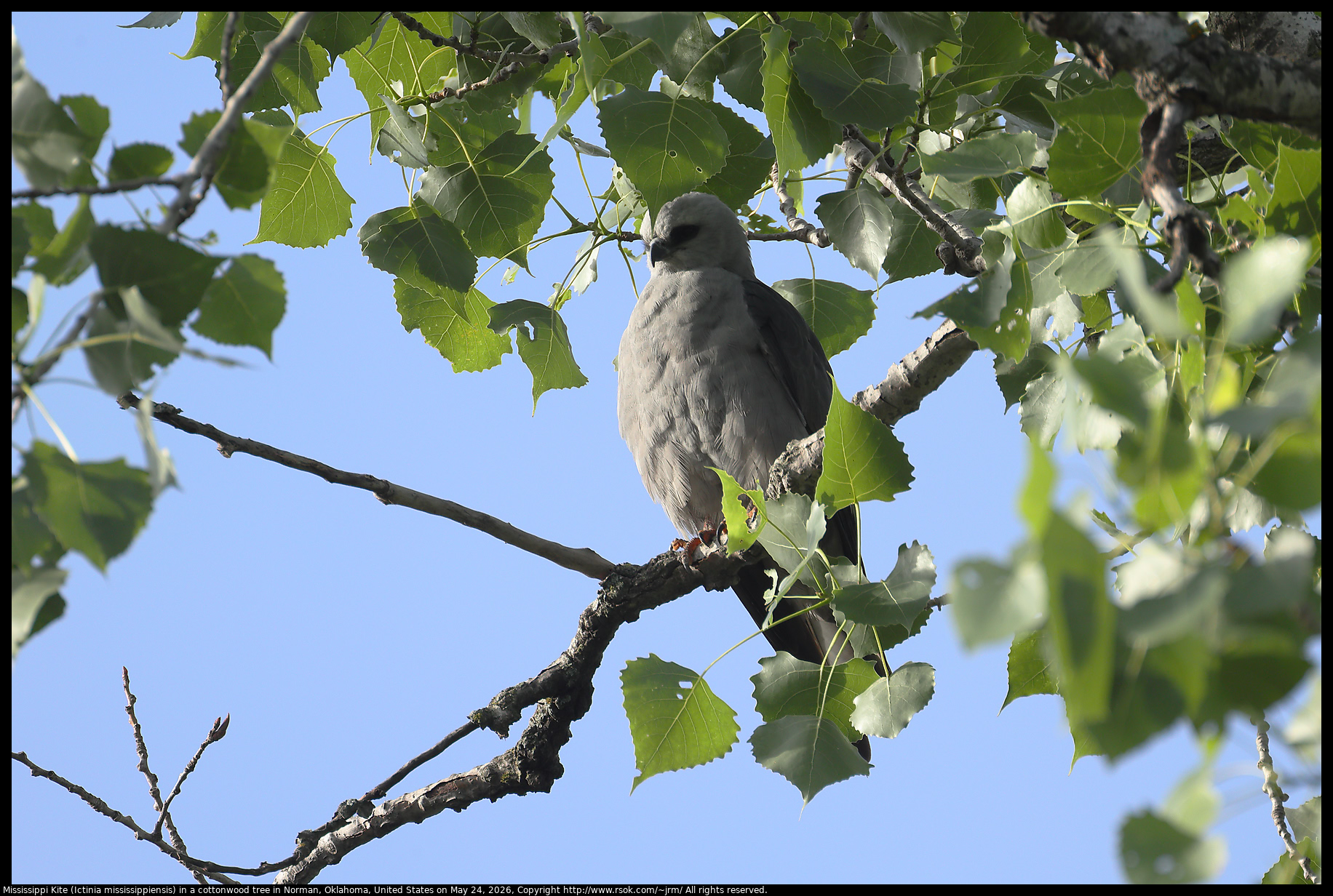 Mississippi Kite (Ictinia mississippiensis) in a cottonwood tree in Norman, Oklahoma, United States on May 24, 2026