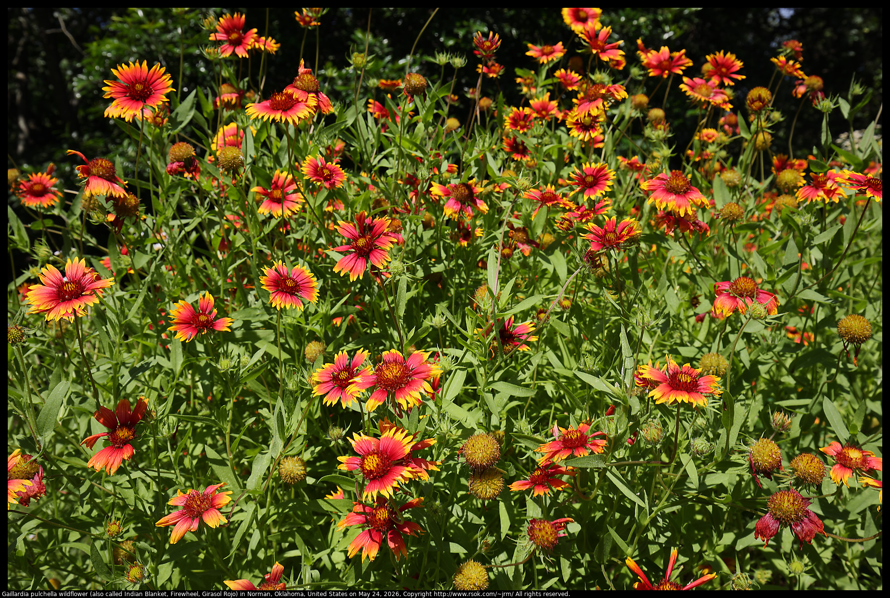 Gaillardia pulchella wildflower (also called Indian Blanket, Firewheel, Girasol Rojo) in Norman, Oklahoma, United States on May 24, 2026