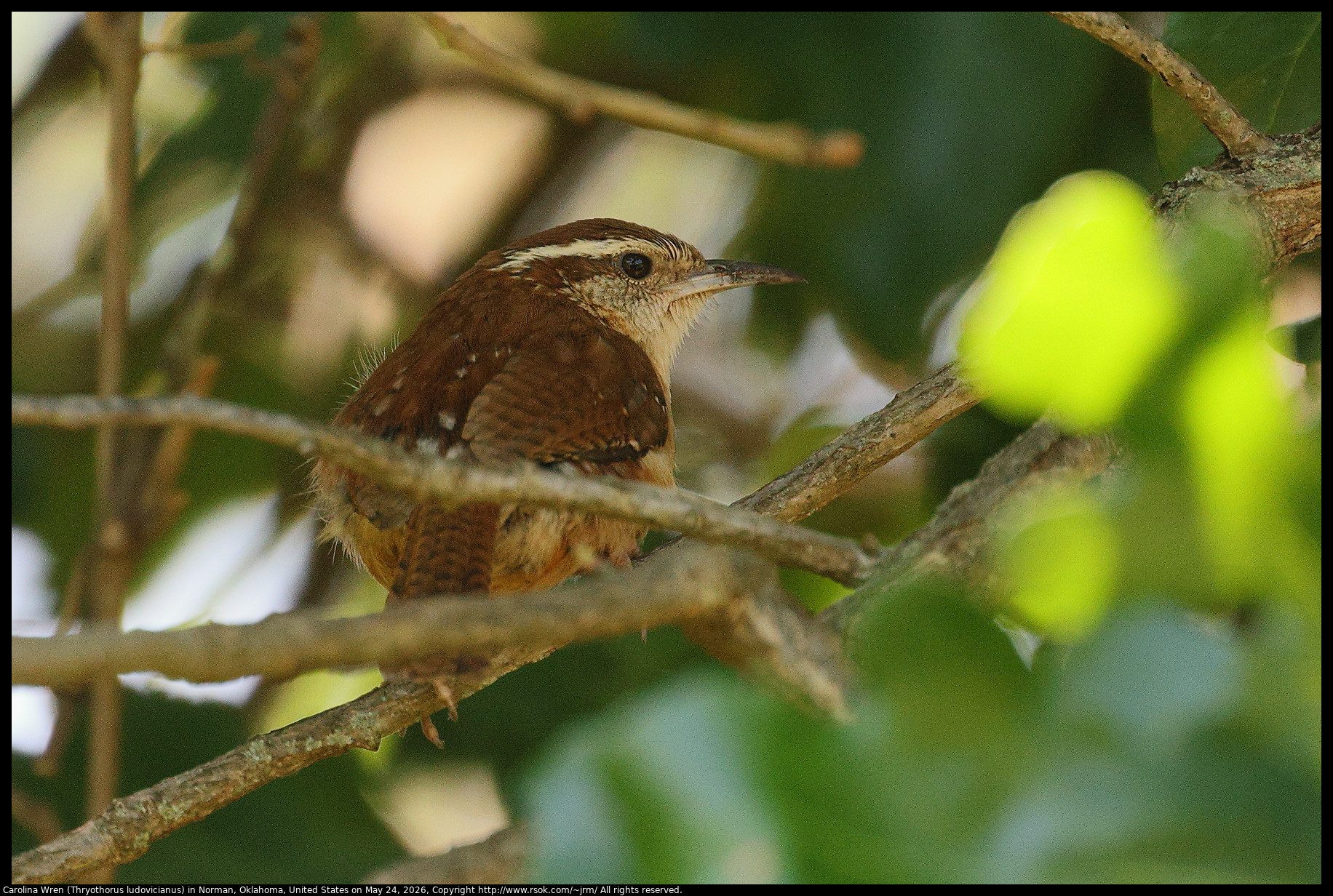 Carolina Wren (Thryothorus ludovicianus) in Norman, Oklahoma, United States on May 24, 2026