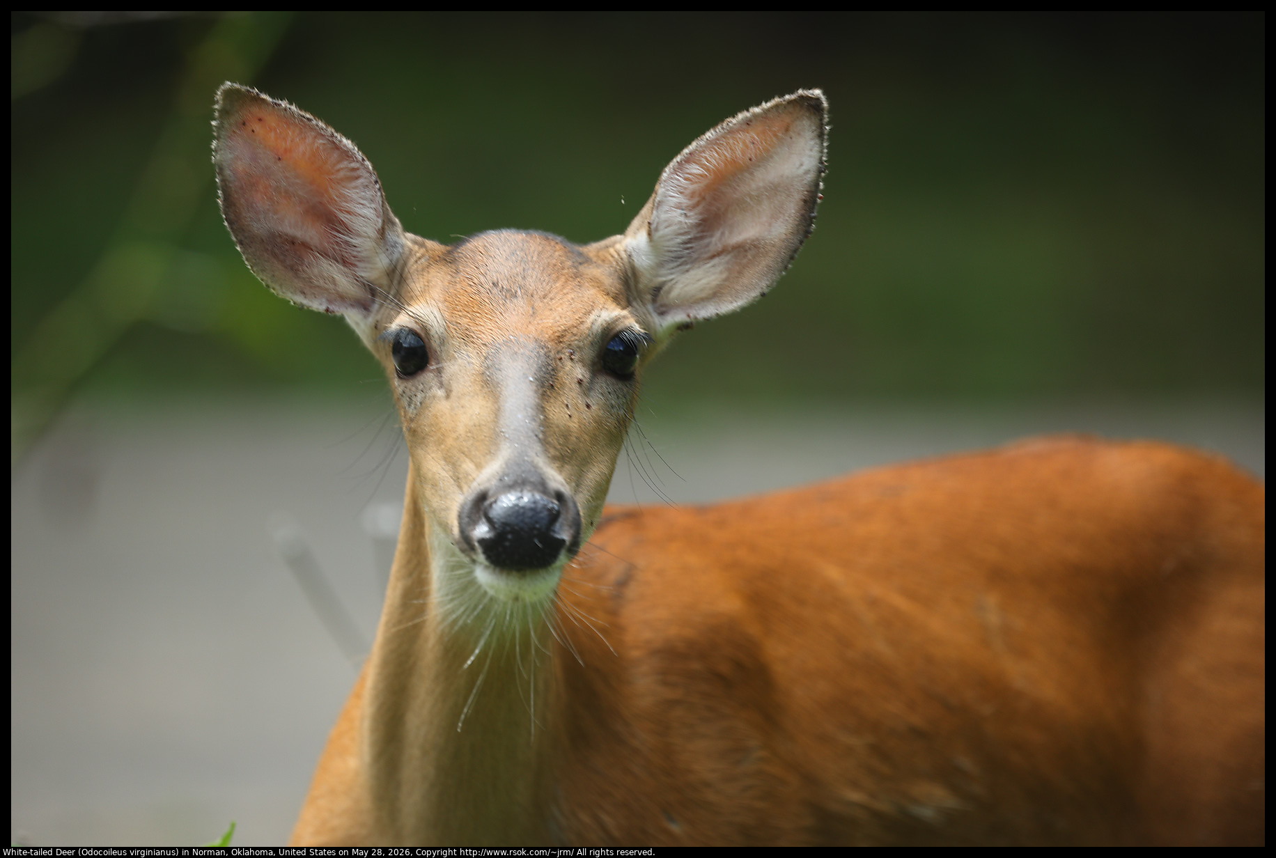 White-tailed Deer (Odocoileus virginianus) in Norman, Oklahoma, United States on May 28, 2026