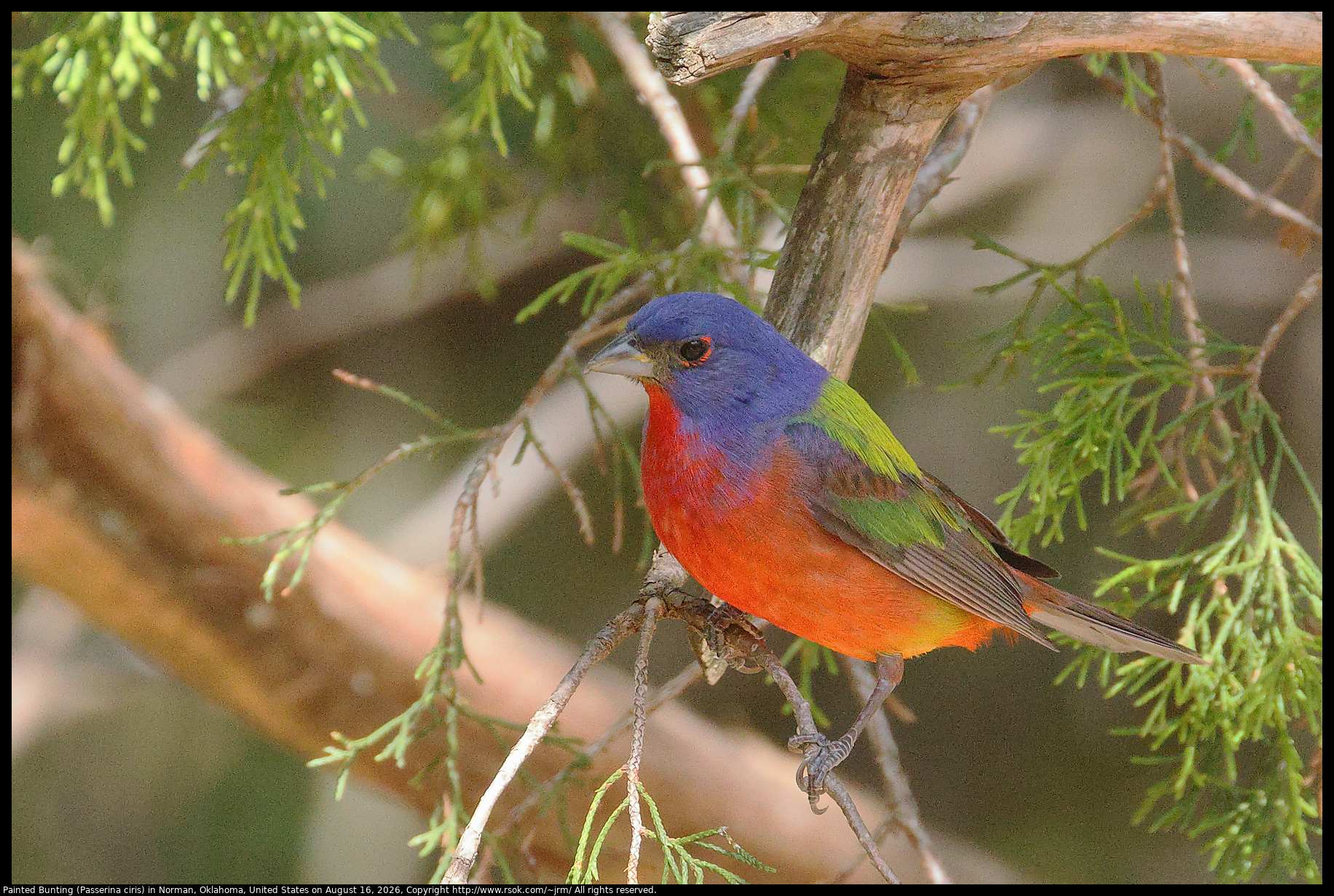 Painted Bunting (Passerina ciris) in Norman, Oklahoma, United States on August 16, 2026