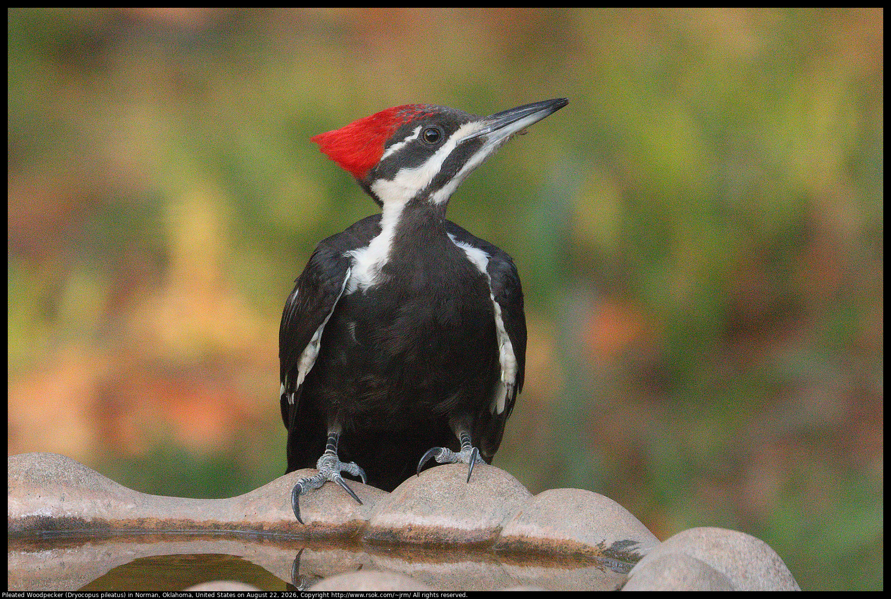 Pileated Woodpecker (Dryocopus pileatus) in Norman, Oklahoma, United States on August 22, 2026