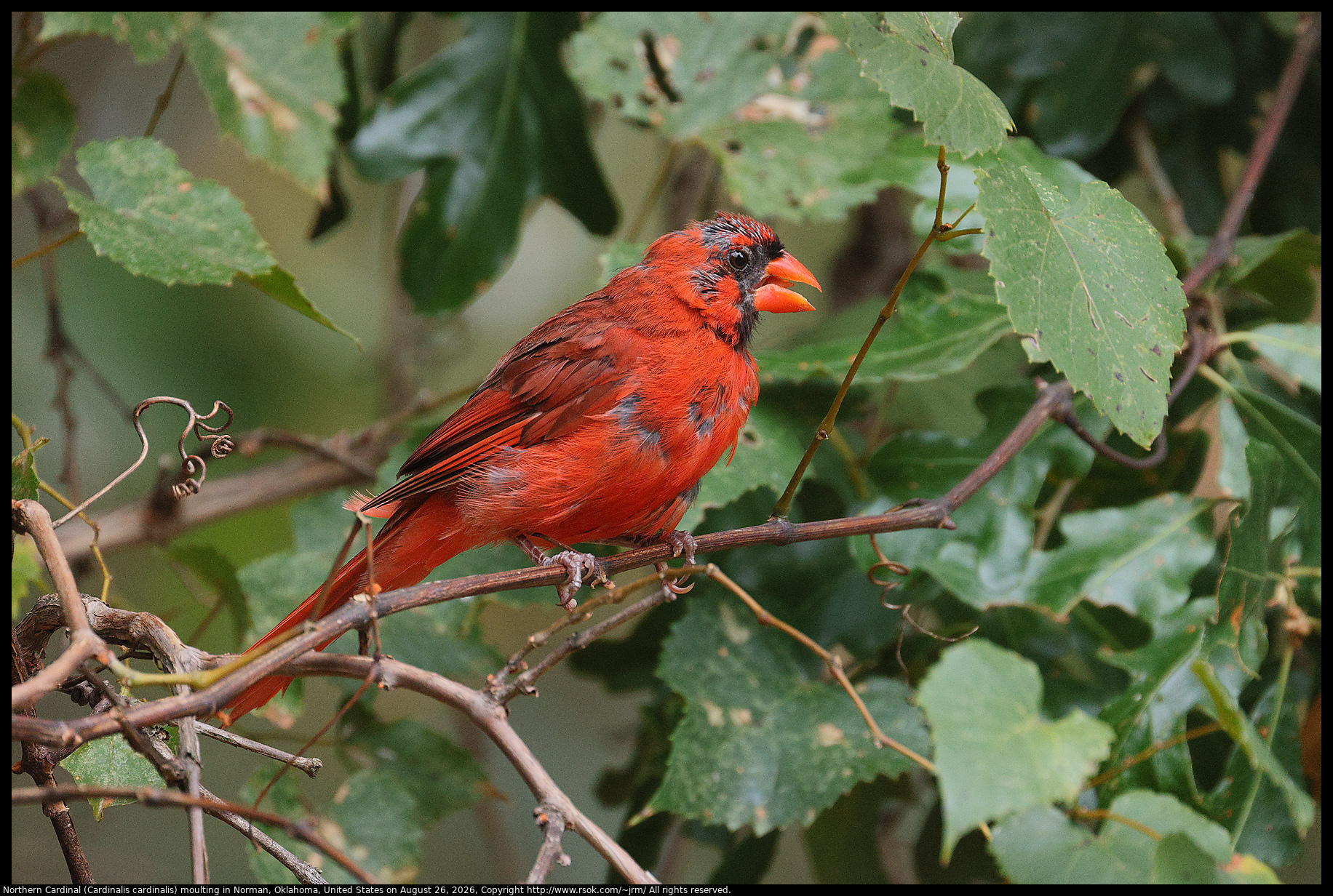 Northern Cardinal (Cardinalis cardinalis) moulting in Norman, Oklahoma, United States on August 26, 2026