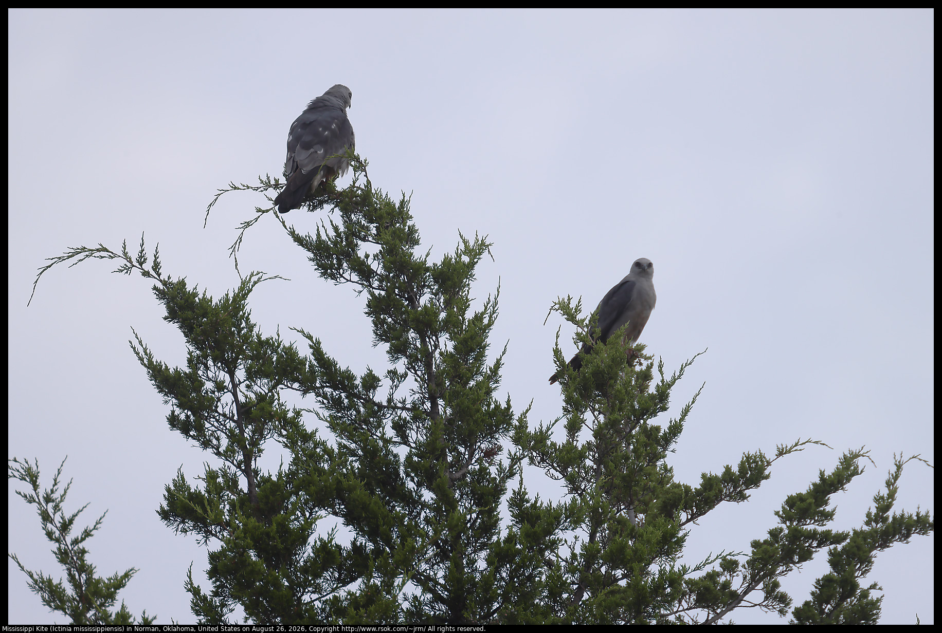 Mississippi Kite (Ictinia mississippiensis) in Norman, Oklahoma, United States on August 26, 2026