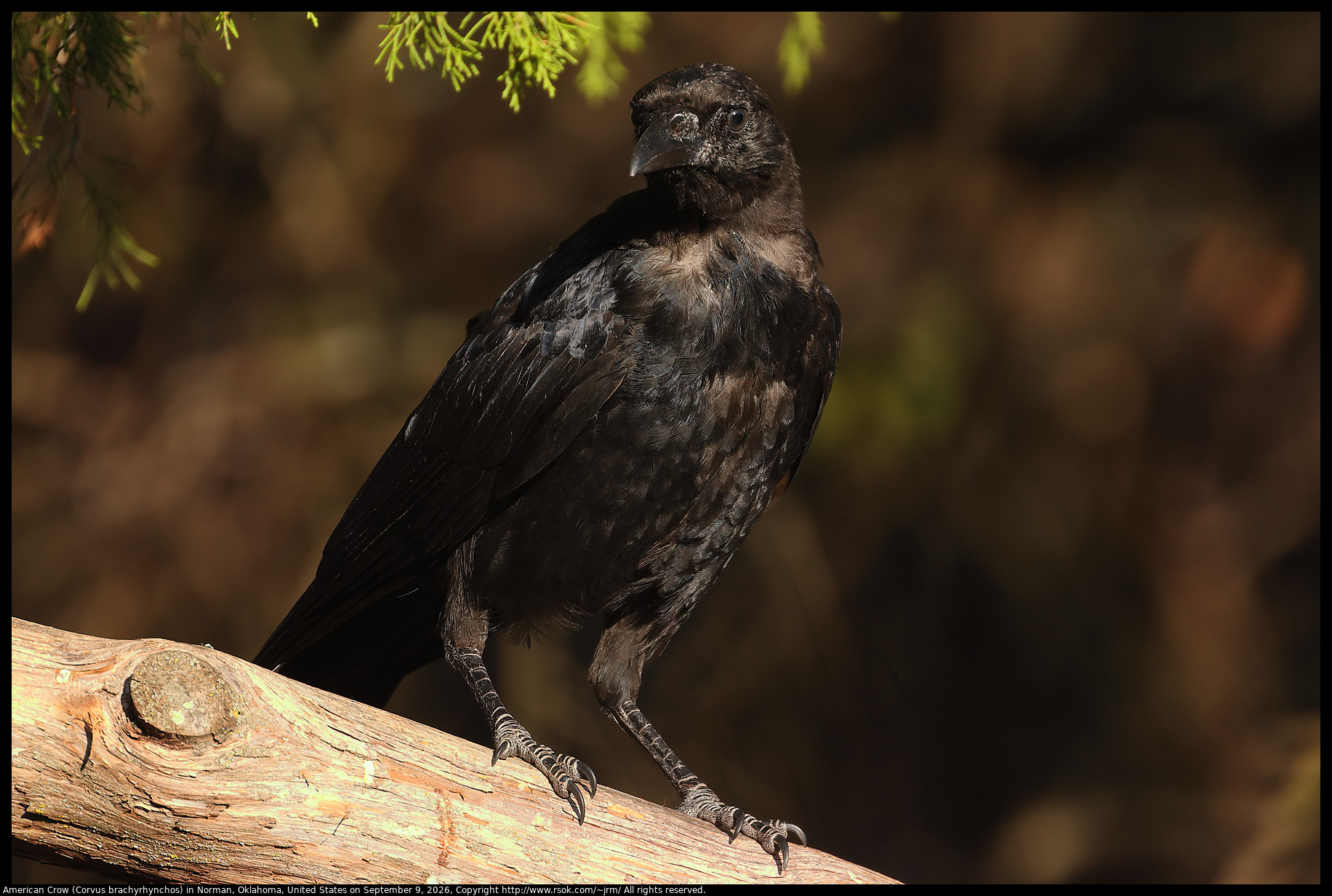 American Crow (Corvus brachyrhynchos) in Norman, Oklahoma, United States on September 9, 2026